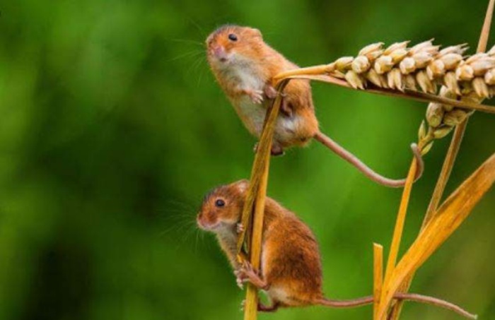Ngủ mơ thấy hai con chuột nhắt bạn nên chú ý nhiều đến công việc của mình