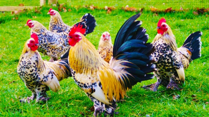 Giấc mơ thấy con gà mang đến cho người mộng nhiều điềm báo