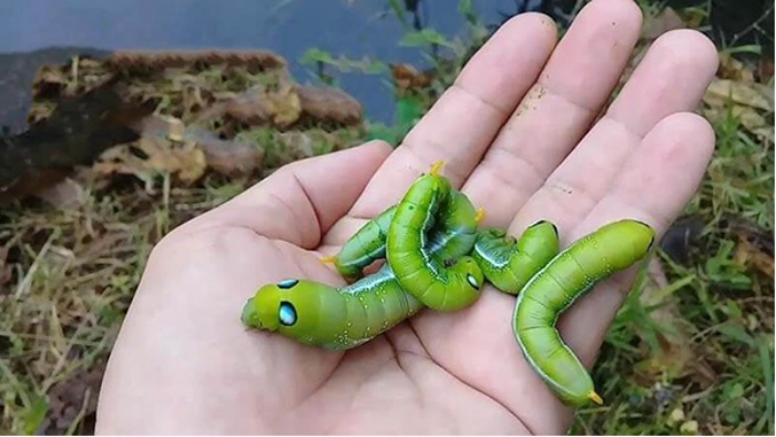 Con sâu số mấy là nỗi băn khoăn của nhiều anh em chơi lô đề