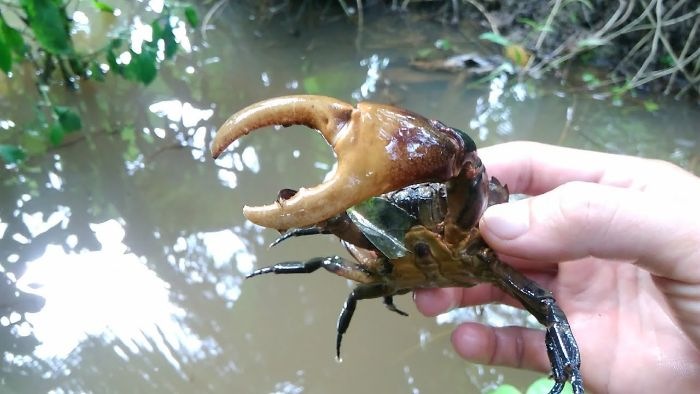 Giấc mộng thấy bắt cua biển không mang đến cho bản thân những điều tốt đẹp