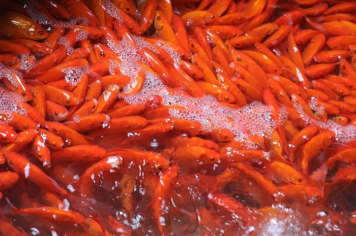 Chiêm bao thấy một đàn cá chép vàng cho thấy bạn là một người khá mạnh mẽ