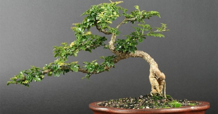 Mộng thấy cây cảnh thường là điềm lành, mang tới may mắn cho người mơ
