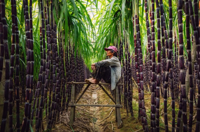 Mộng thấy đang thu hoạch mía