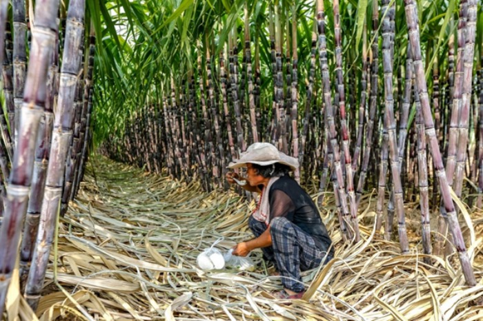 Mơ thấy cây mía nhà mình bị héo